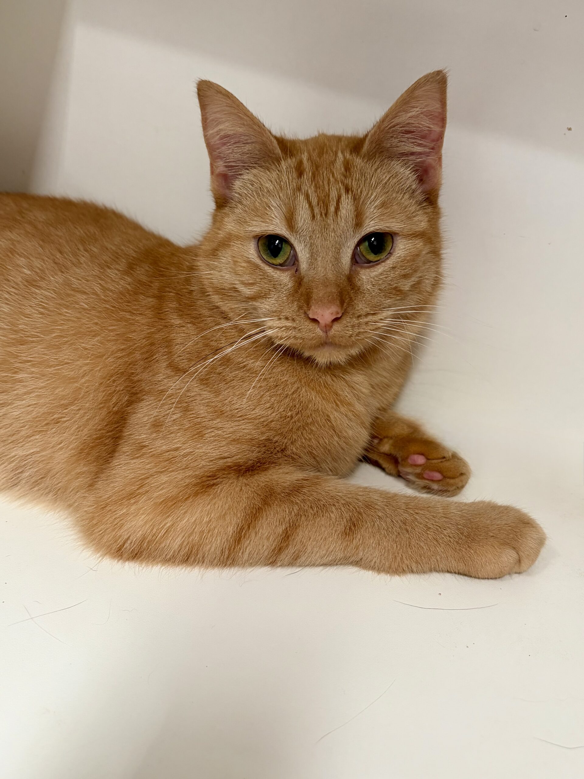 Marcy - sweet, playful and full of love - Image 9