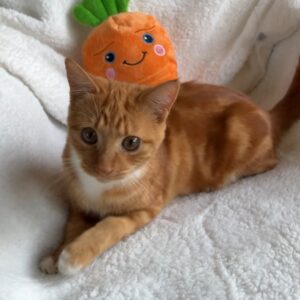Carrot - chaos, comedy and cuddles in one small package