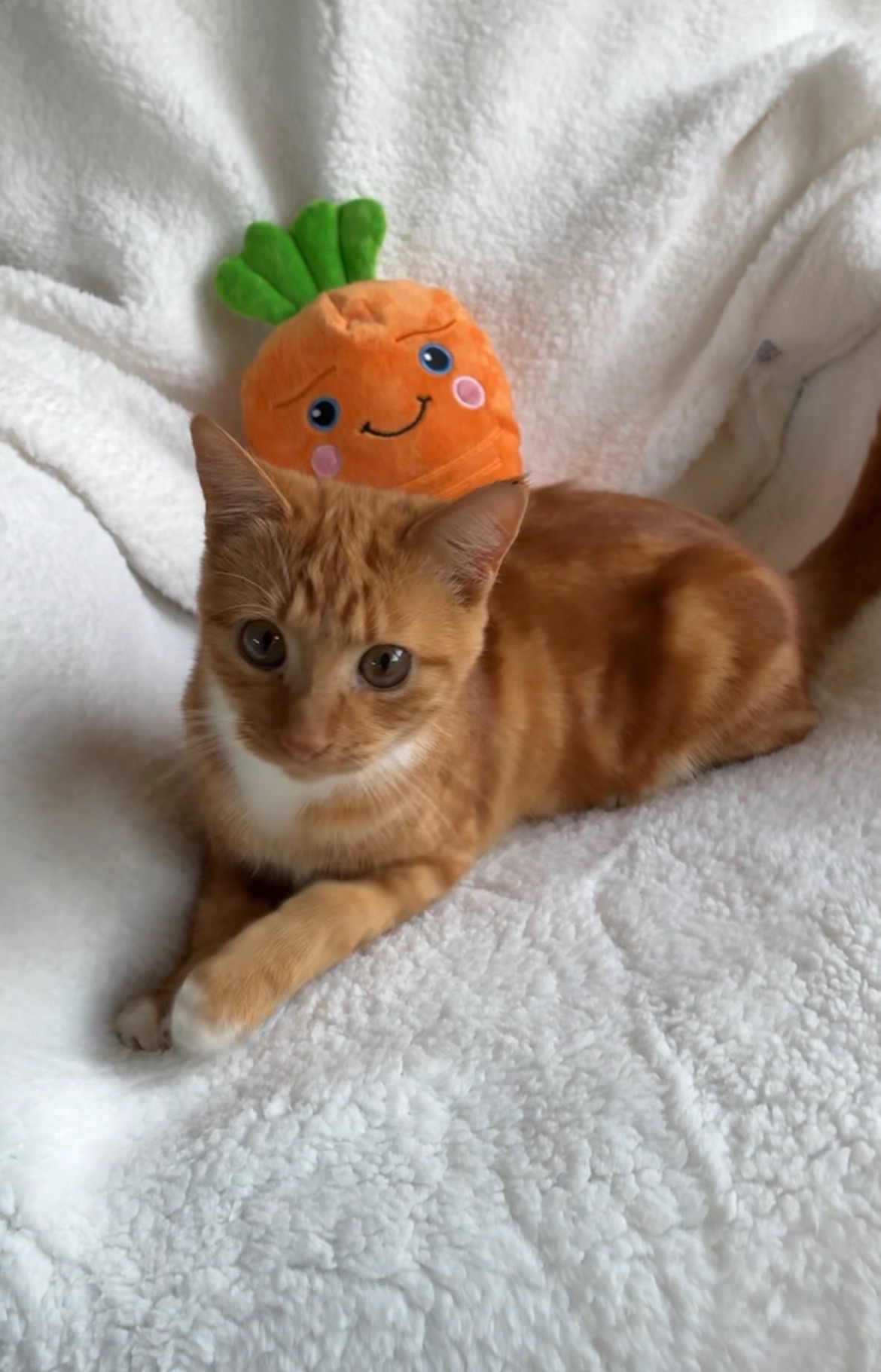 Carrot - chaos, comedy and cuddles in one small package
