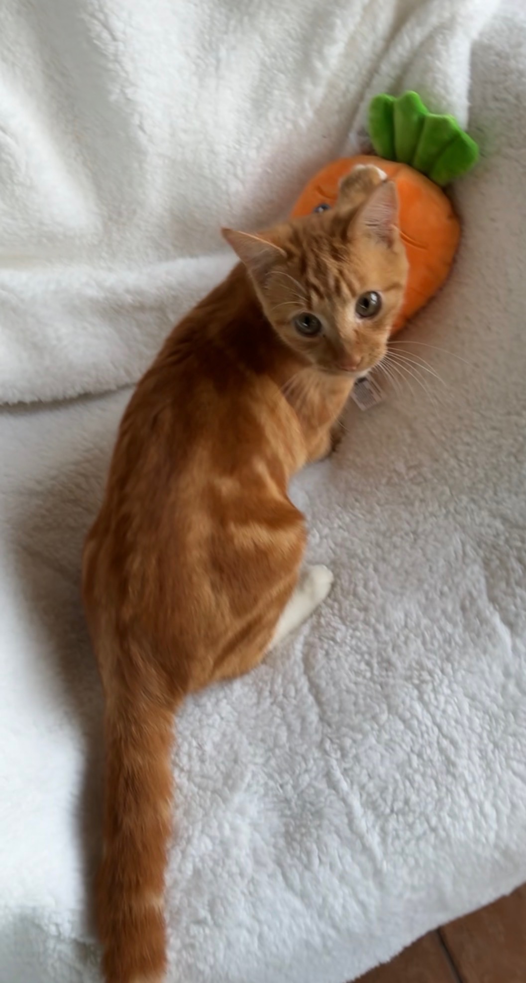 Carrot - chaos, comedy and cuddles in one small package - Image 2