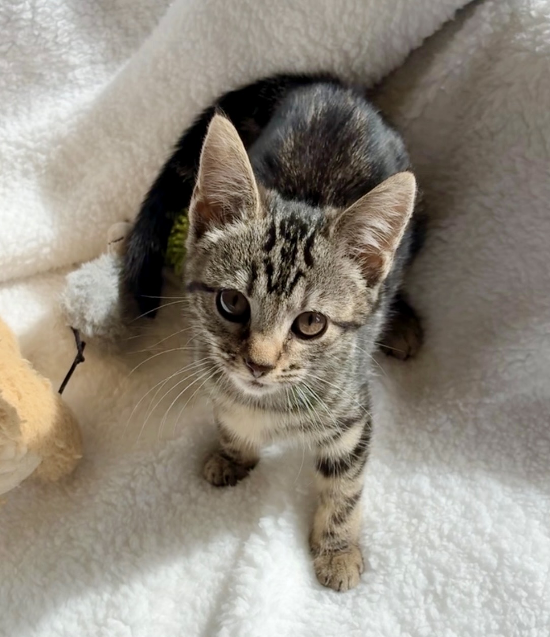 Little Pebble - Tiny survivor with a huge heart - Image 2