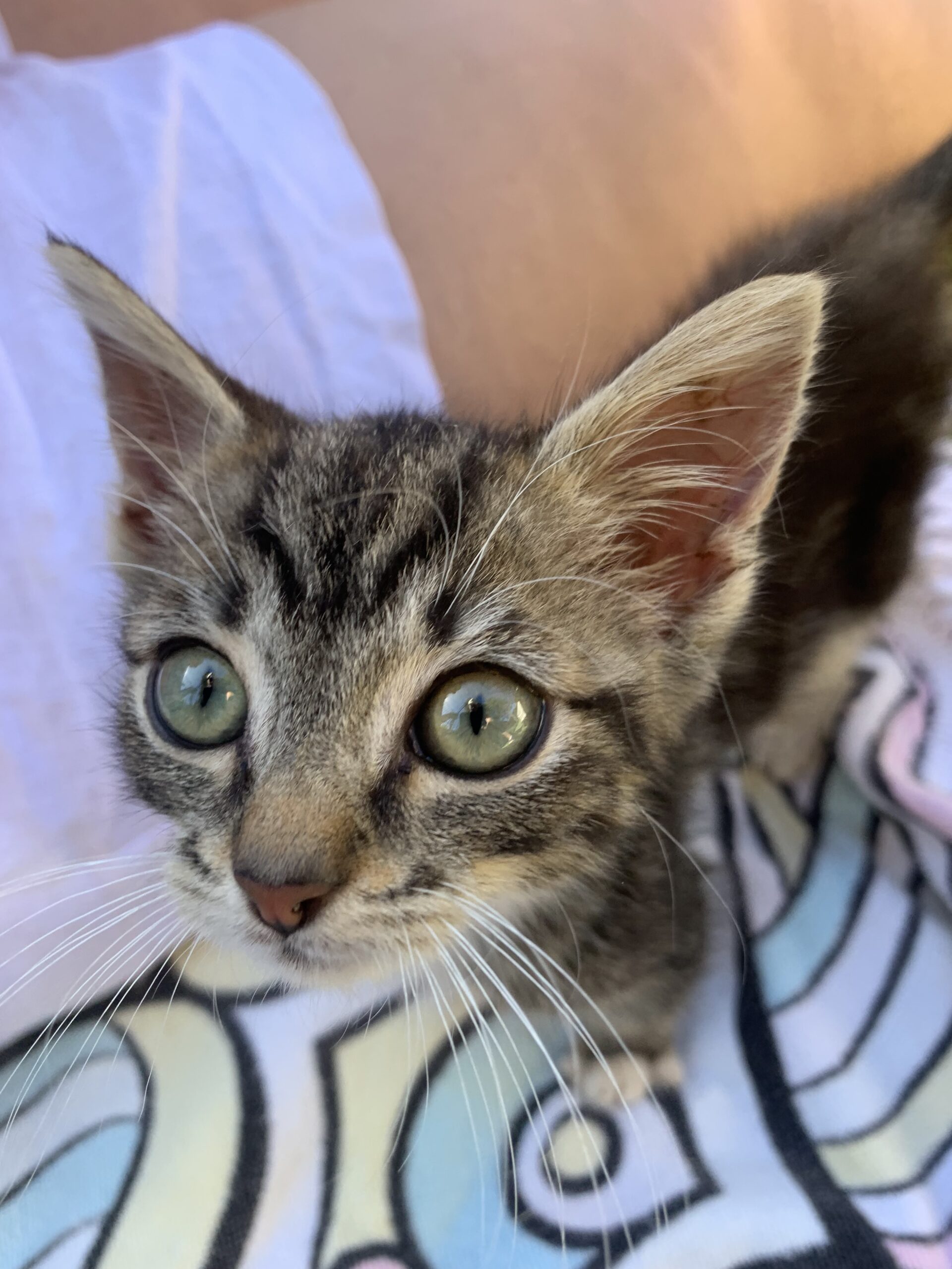 Earl - part lion, part meerkat, all heart