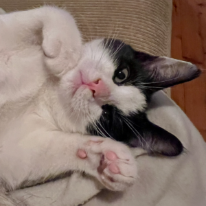 Sirocco - tiny tuxedo, big personality