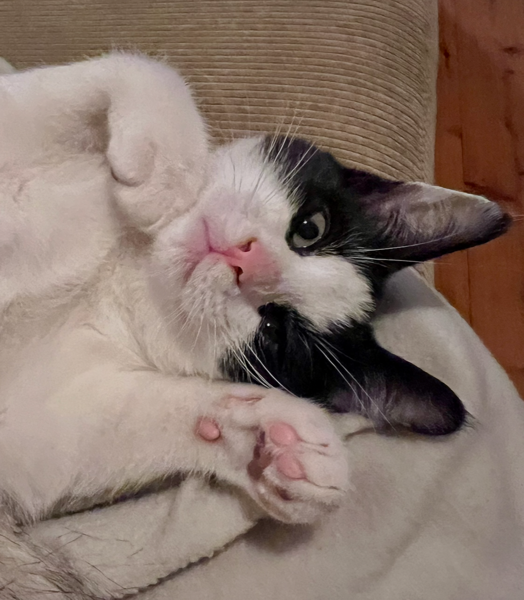 Sirocco - tiny tuxedo, big personality