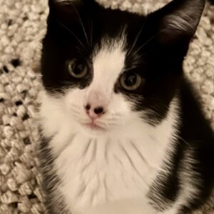 Solano - the purrfect little snuggle bug