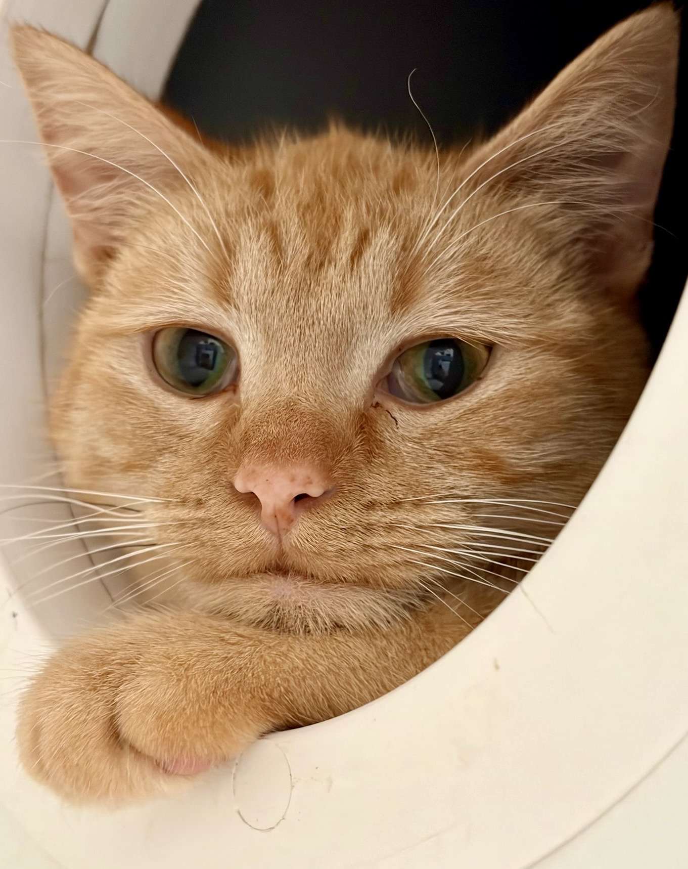 Marcy - sweet, playful and full of love - Image 2