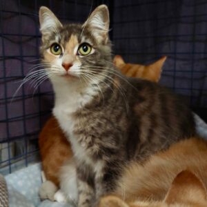 Muffin - unique beauty with  heart of gold