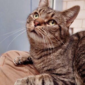 Enzo - gentle heart waiting to shine