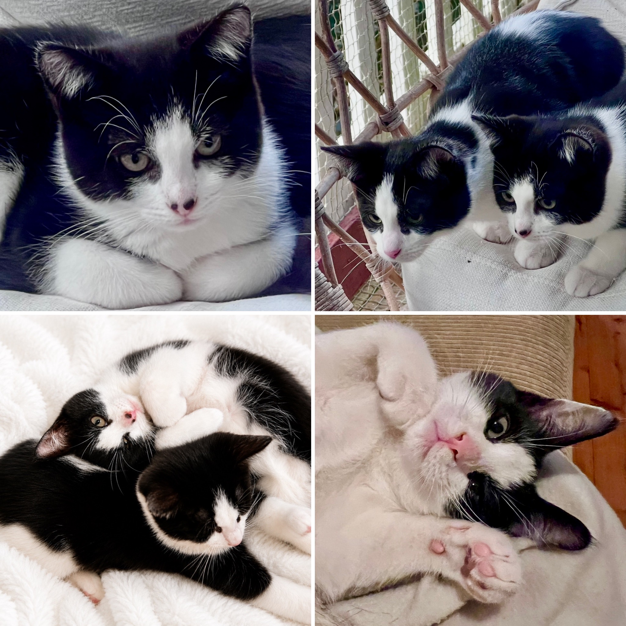 Solano and Sirocco - two little tuxedos, one forever home
