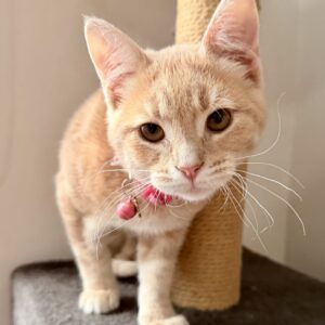 Tim Tam - quirky little shadow looking for love