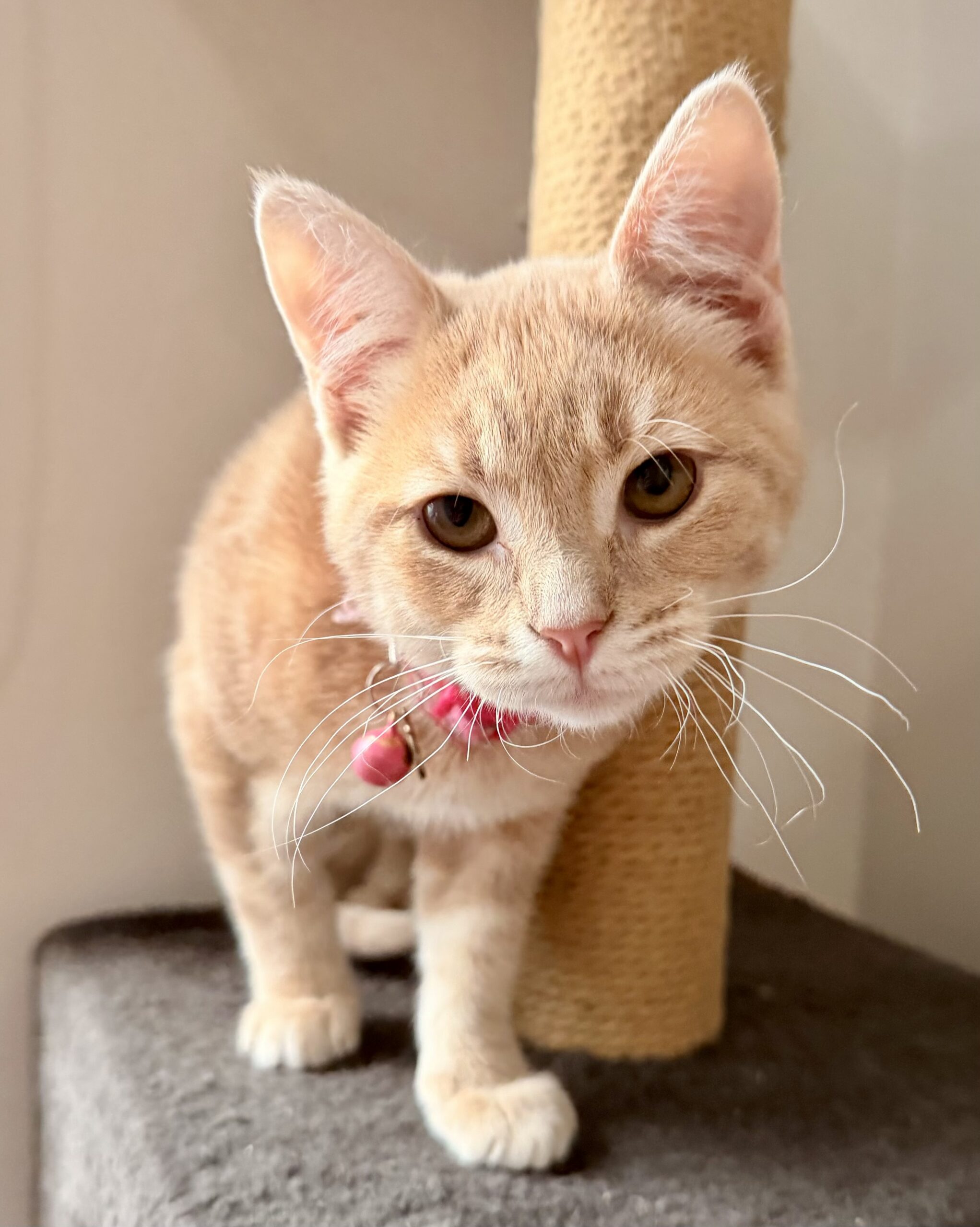 Tim Tam - quirky little shadow looking for love