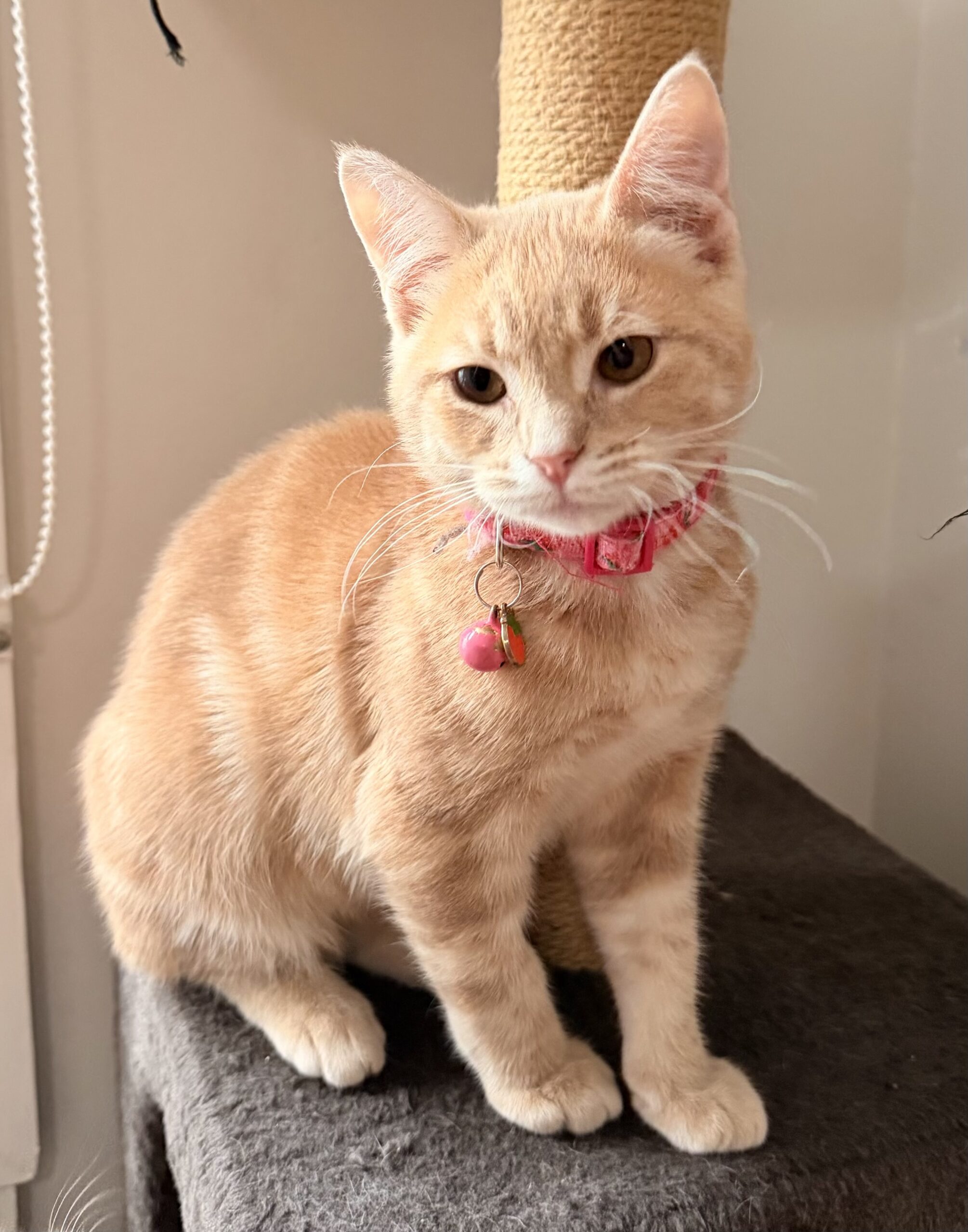 Tim Tam - quirky little shadow looking for love - Image 5