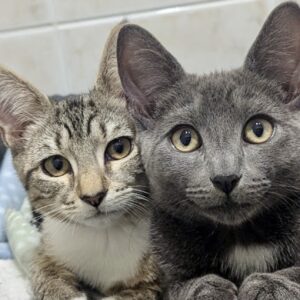Bobby and Boris - double the fun