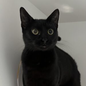 Annie - Life is more fun with Annie