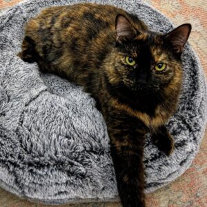 Mia - gentle lap cat in the making