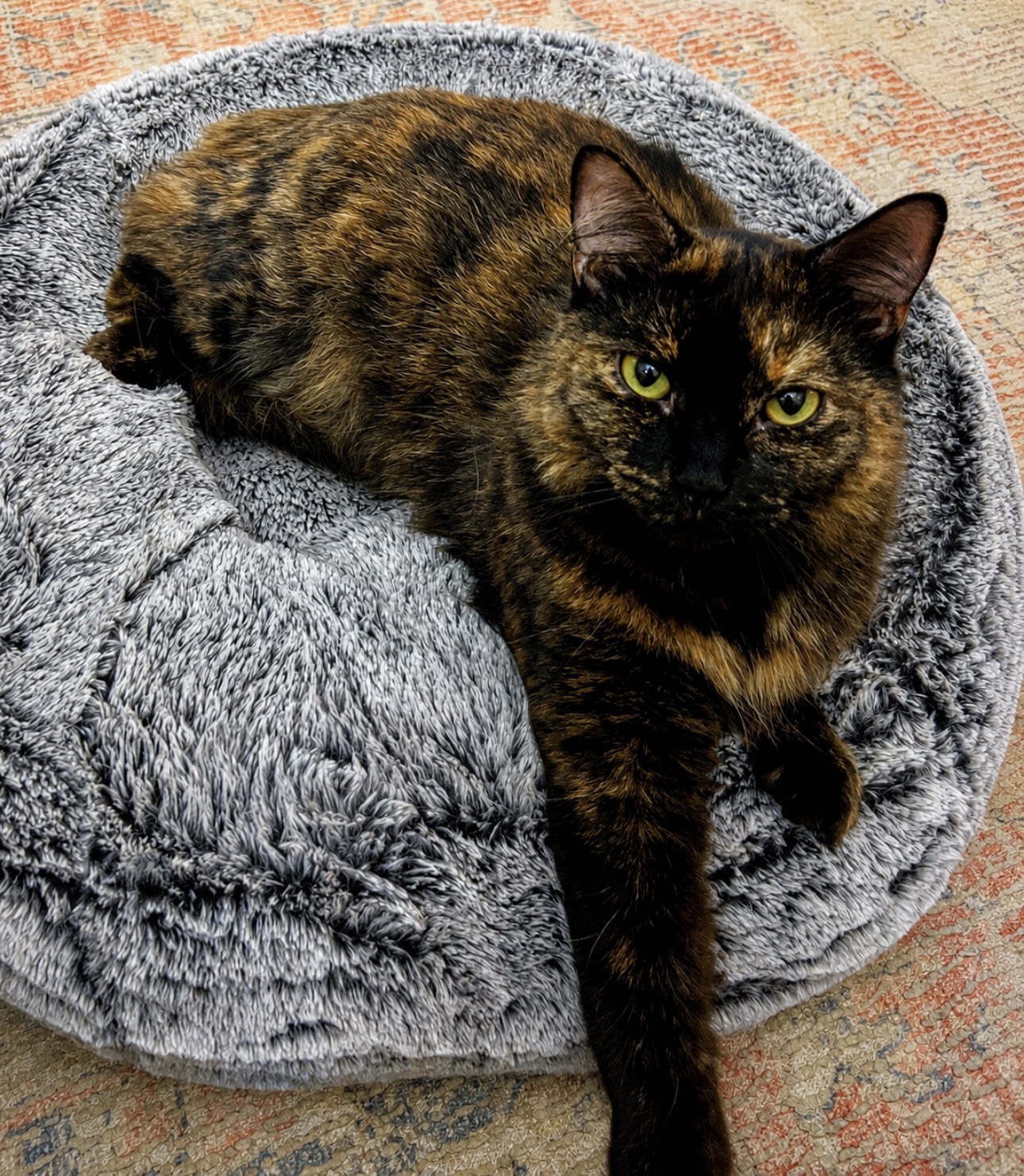 Mia - gentle lap cat in the making