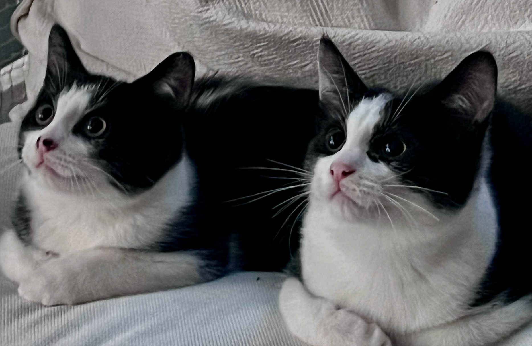 Solano and Sirocco - two little tuxedos, one forever home - Image 6