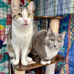 Bubble and Squeek - a bonded pair waiting for their chance