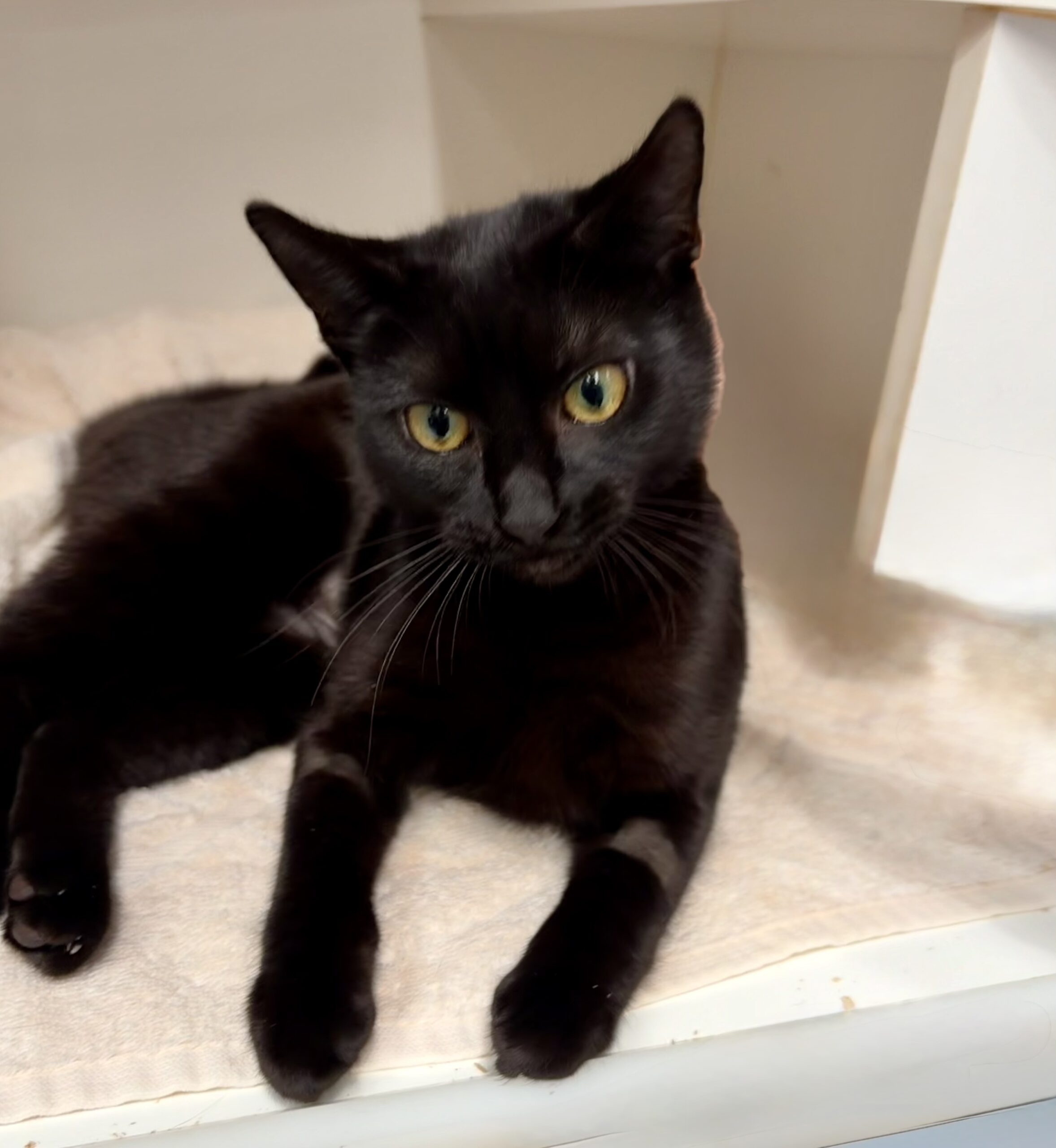 Annie - Life is more fun with Annie - Image 3