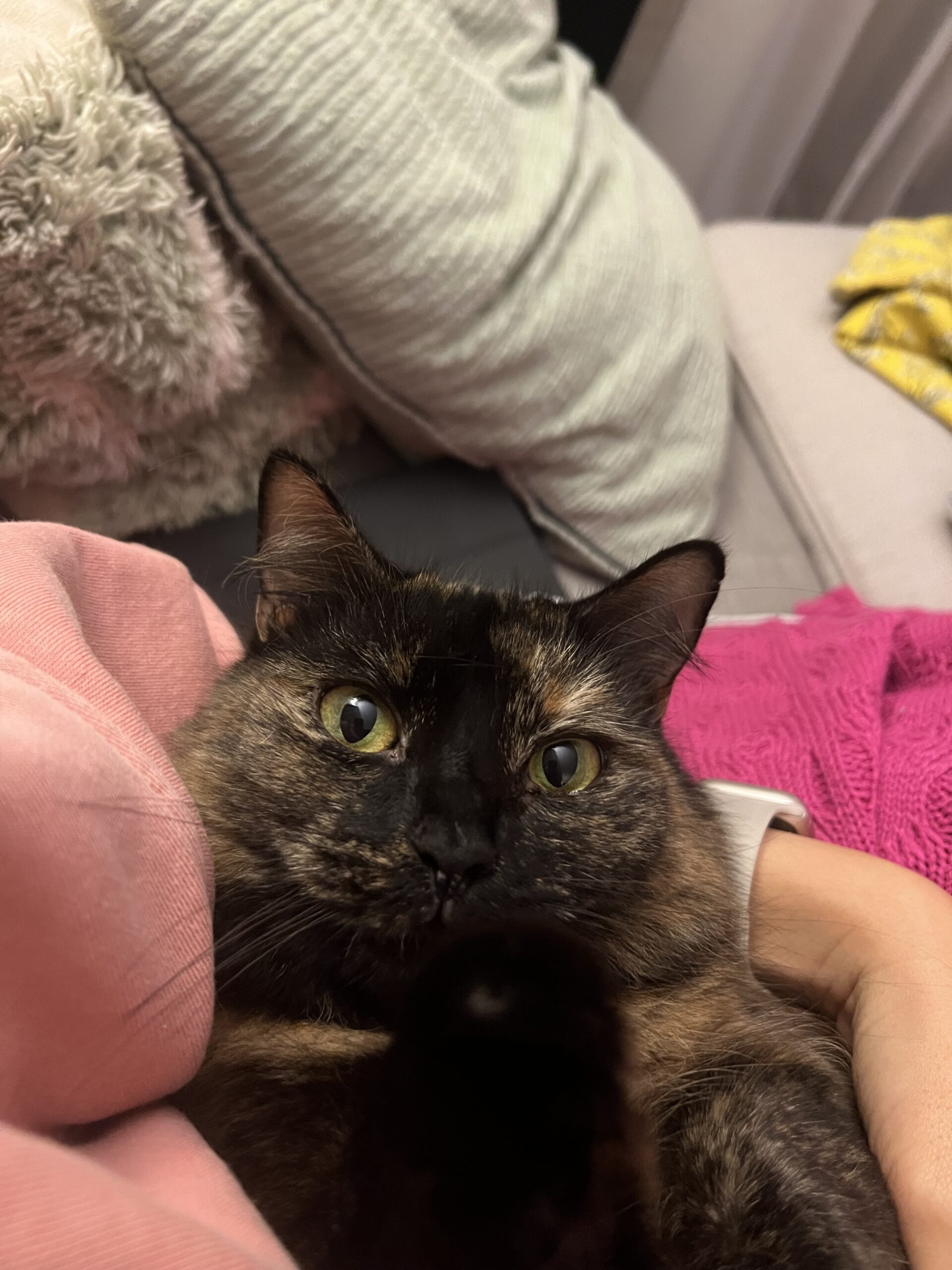 Mia - gentle lap cat in the making - Image 6
