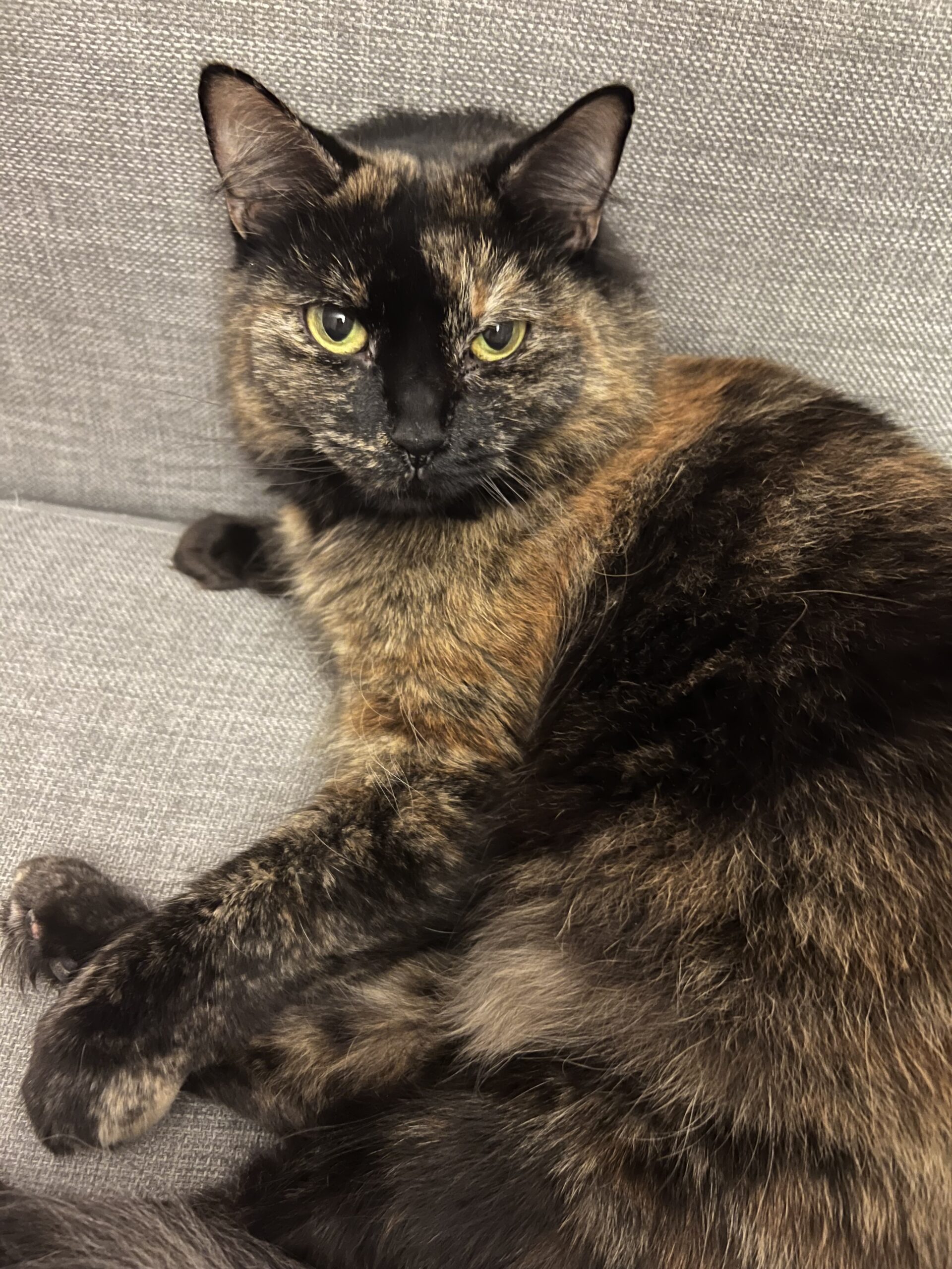 Mia - gentle lap cat in the making - Image 4