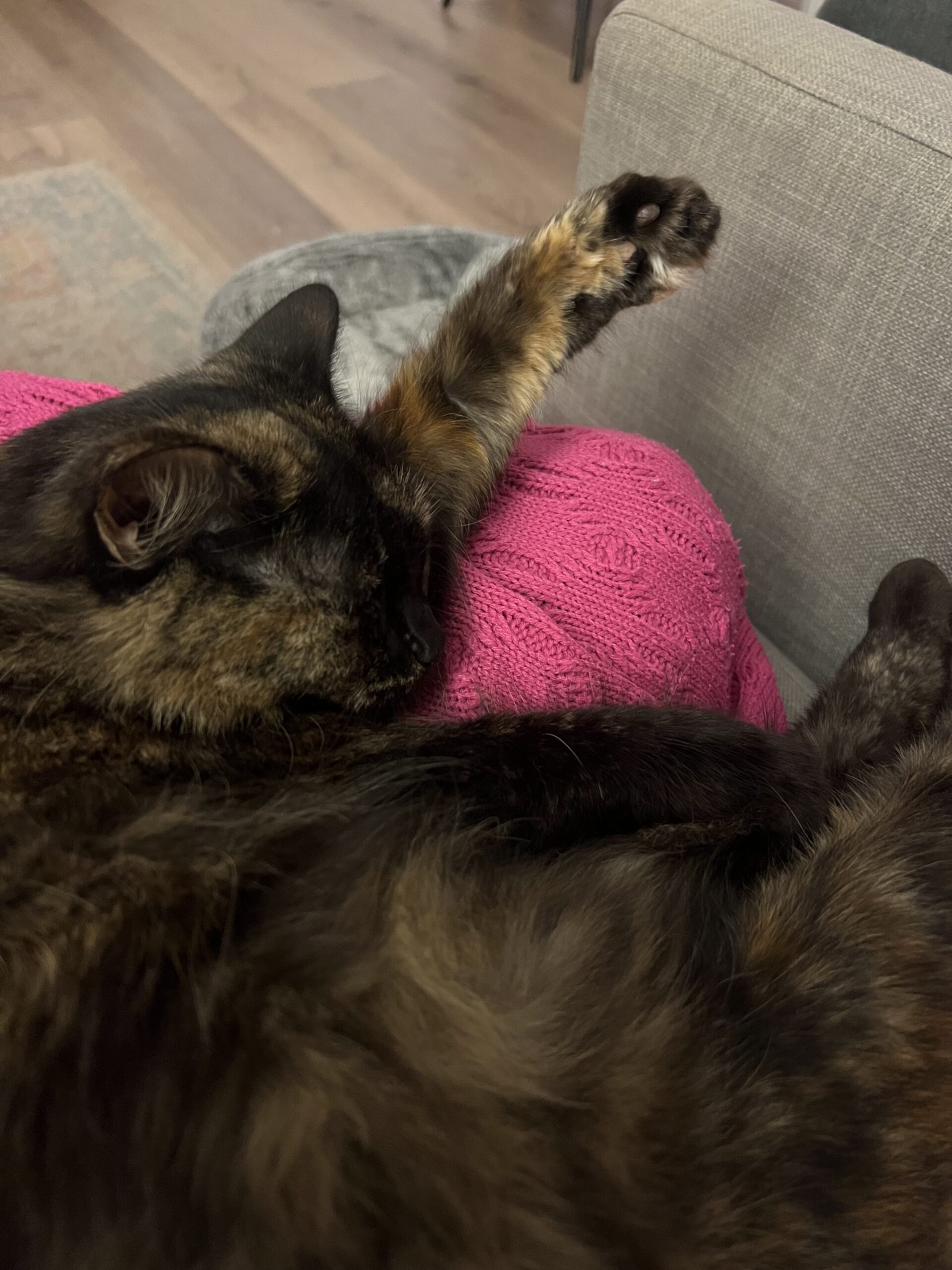 Mia - gentle lap cat in the making - Image 5