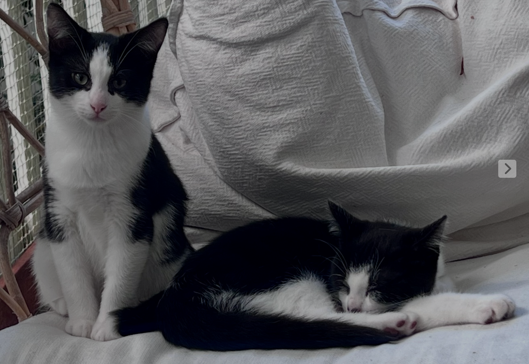 Solano and Sirocco - two little tuxedos, one forever home - Image 7