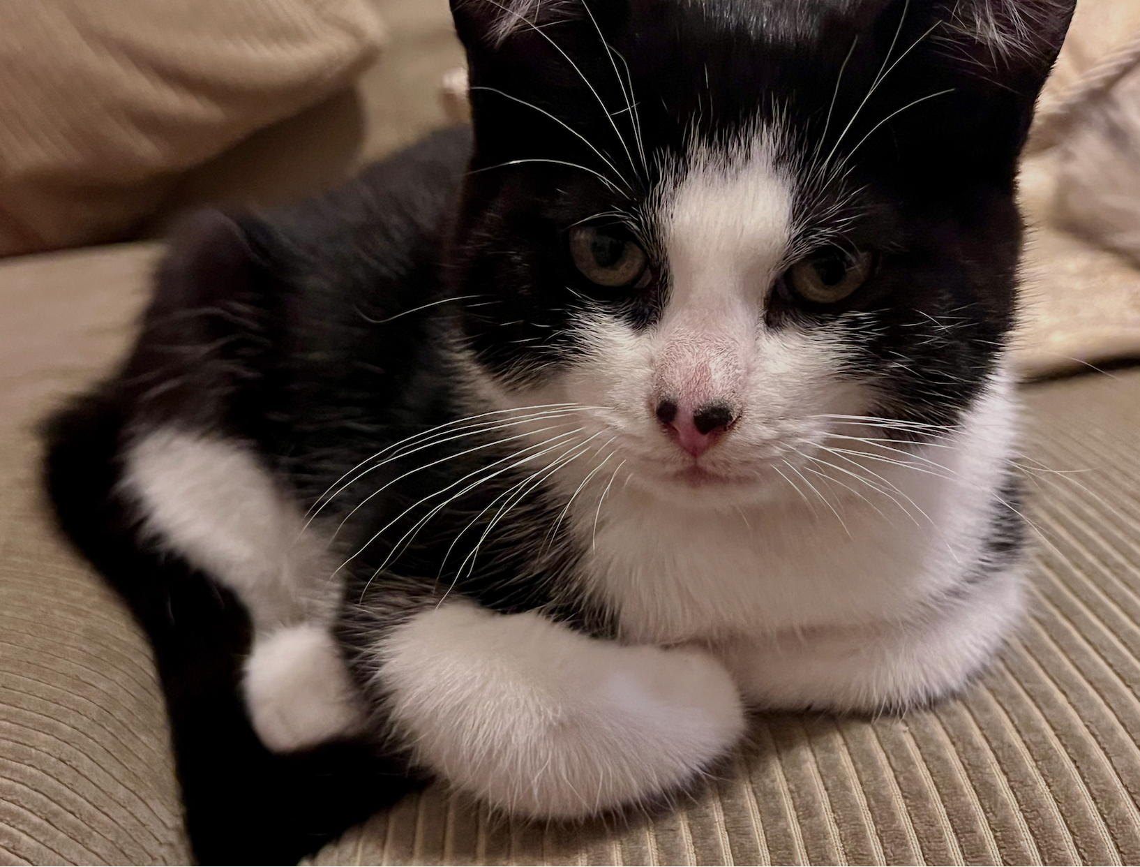 Solano and Sirocco - two little tuxedos, one forever home - Image 3