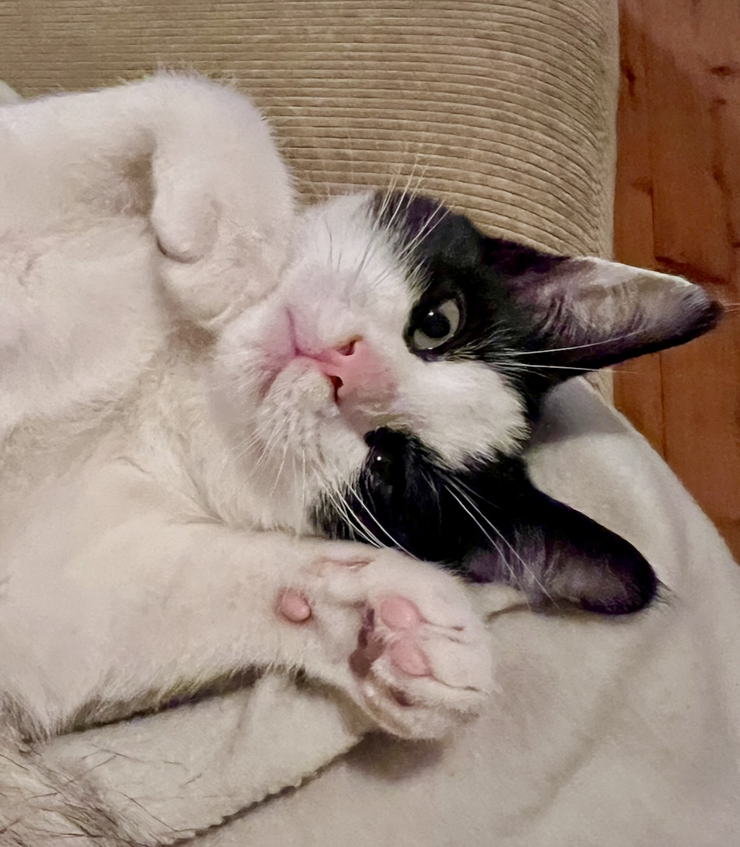 Solano and Sirocco - two little tuxedos, one forever home - Image 2