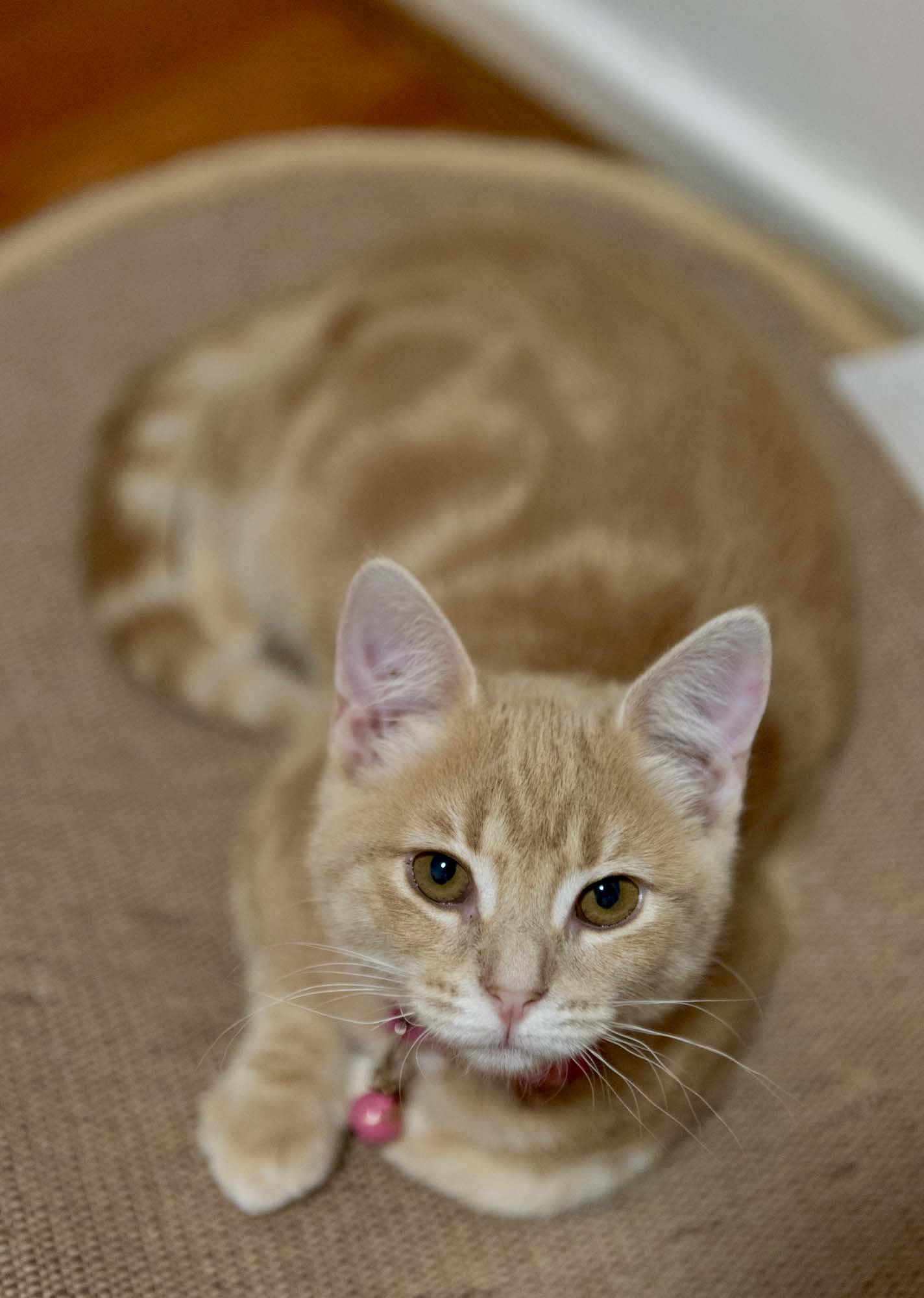 Tim Tam - quirky little shadow looking for love - Image 3