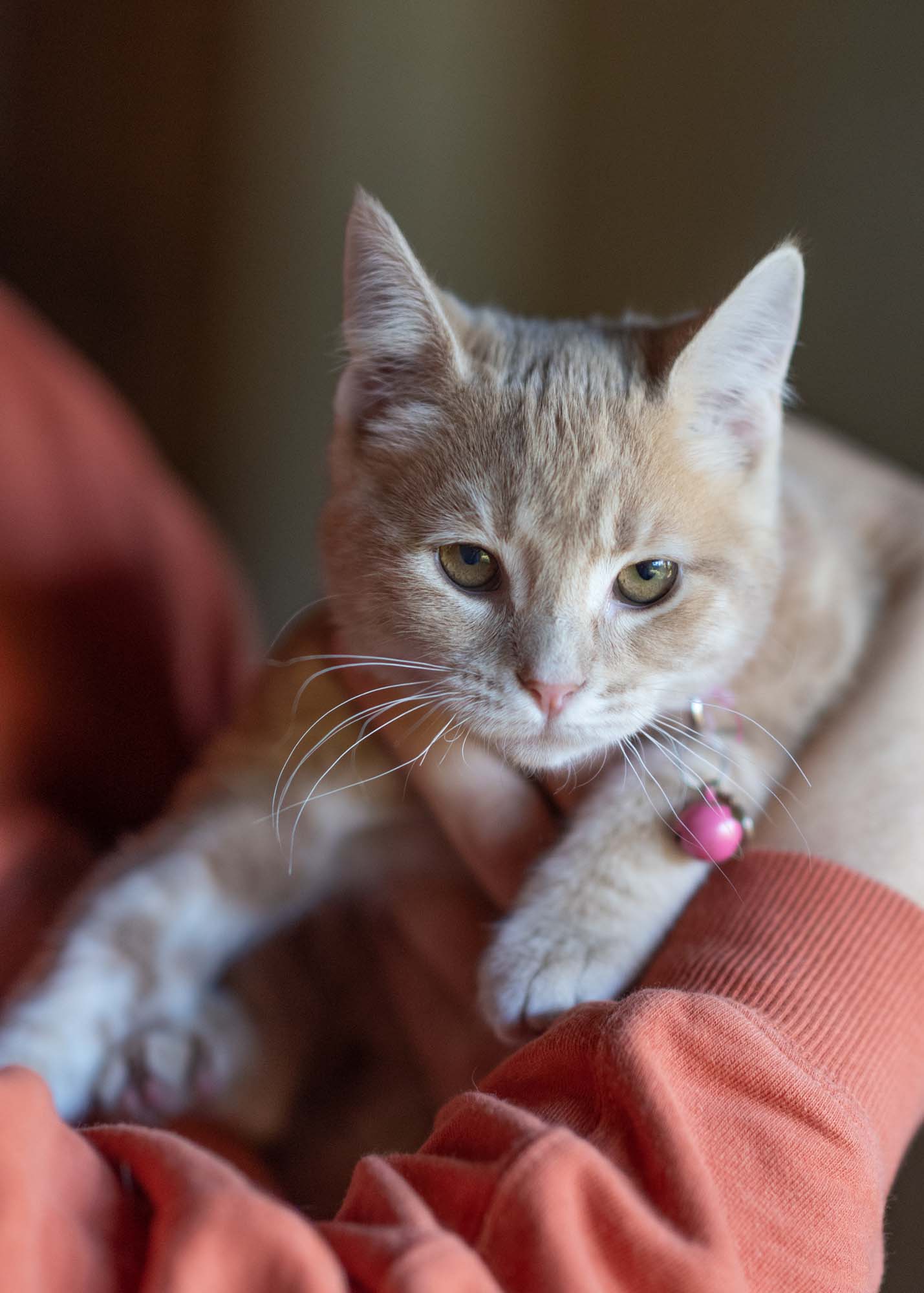 Tim Tam - quirky little shadow looking for love - Image 2
