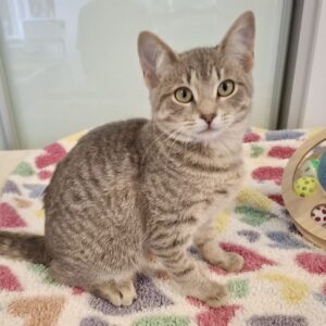 Rosemary - a gentle little soul looking for love