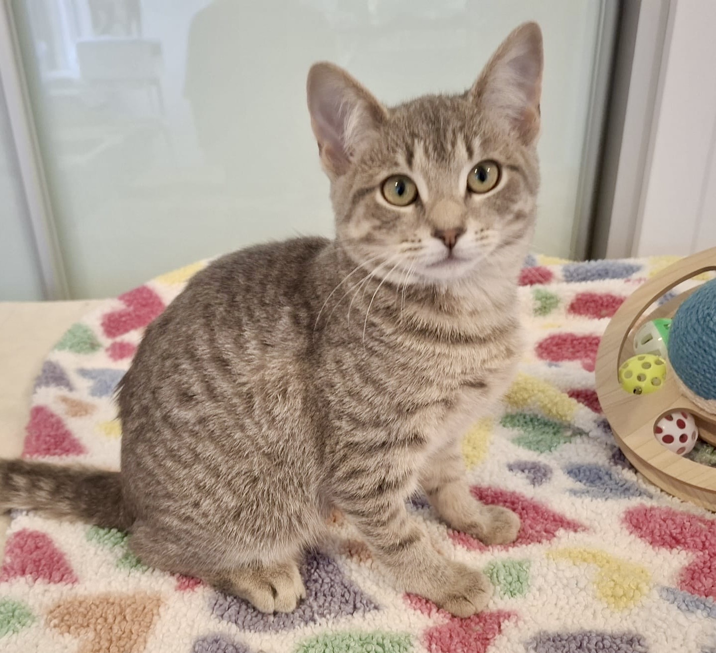 Rosemary - a gentle little soul looking for love