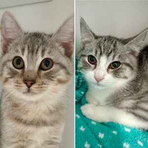 Frankie and Floyd - double the fun, double the love