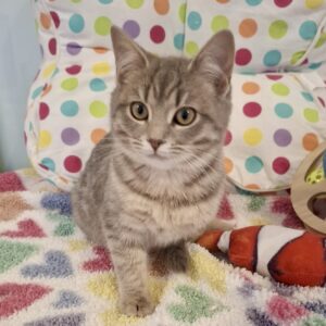 Juliette - a dainty little lady with a heart full of purrs