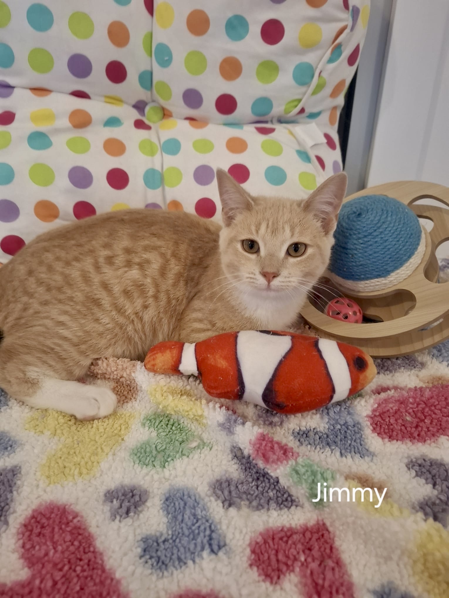 Jimmy - the fun-loving purr machine - Image 3