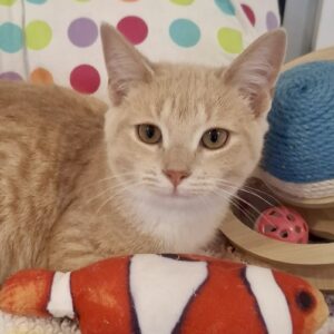 Jimmy - the fun-loving purr machine