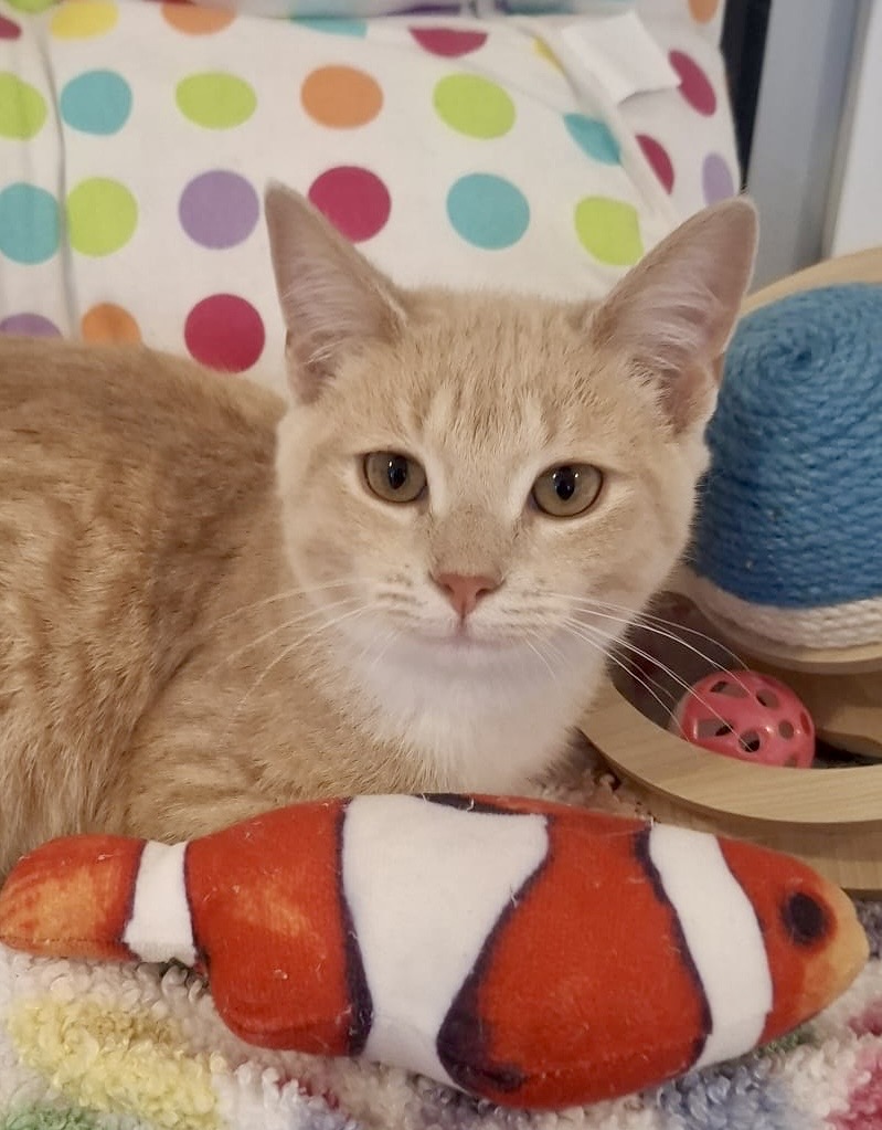 Jimmy - the fun-loving purr machine