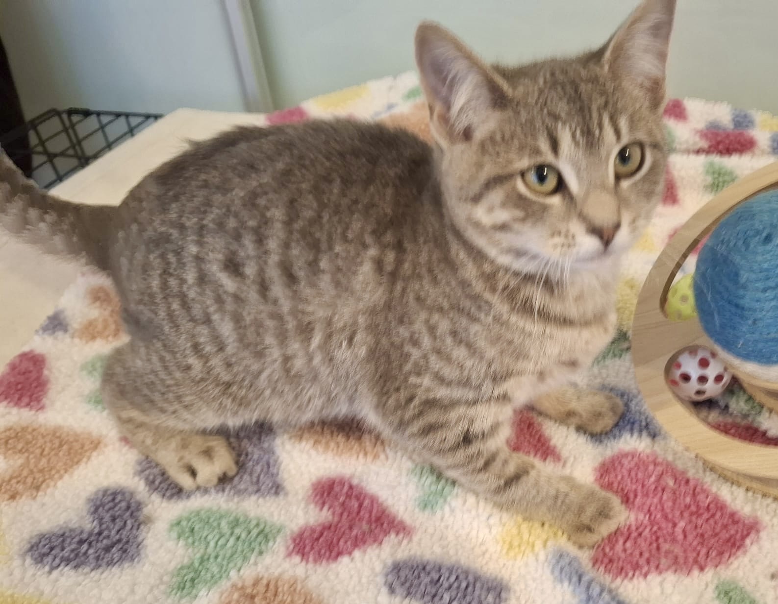 Rosemary - a gentle little soul looking for love - Image 3