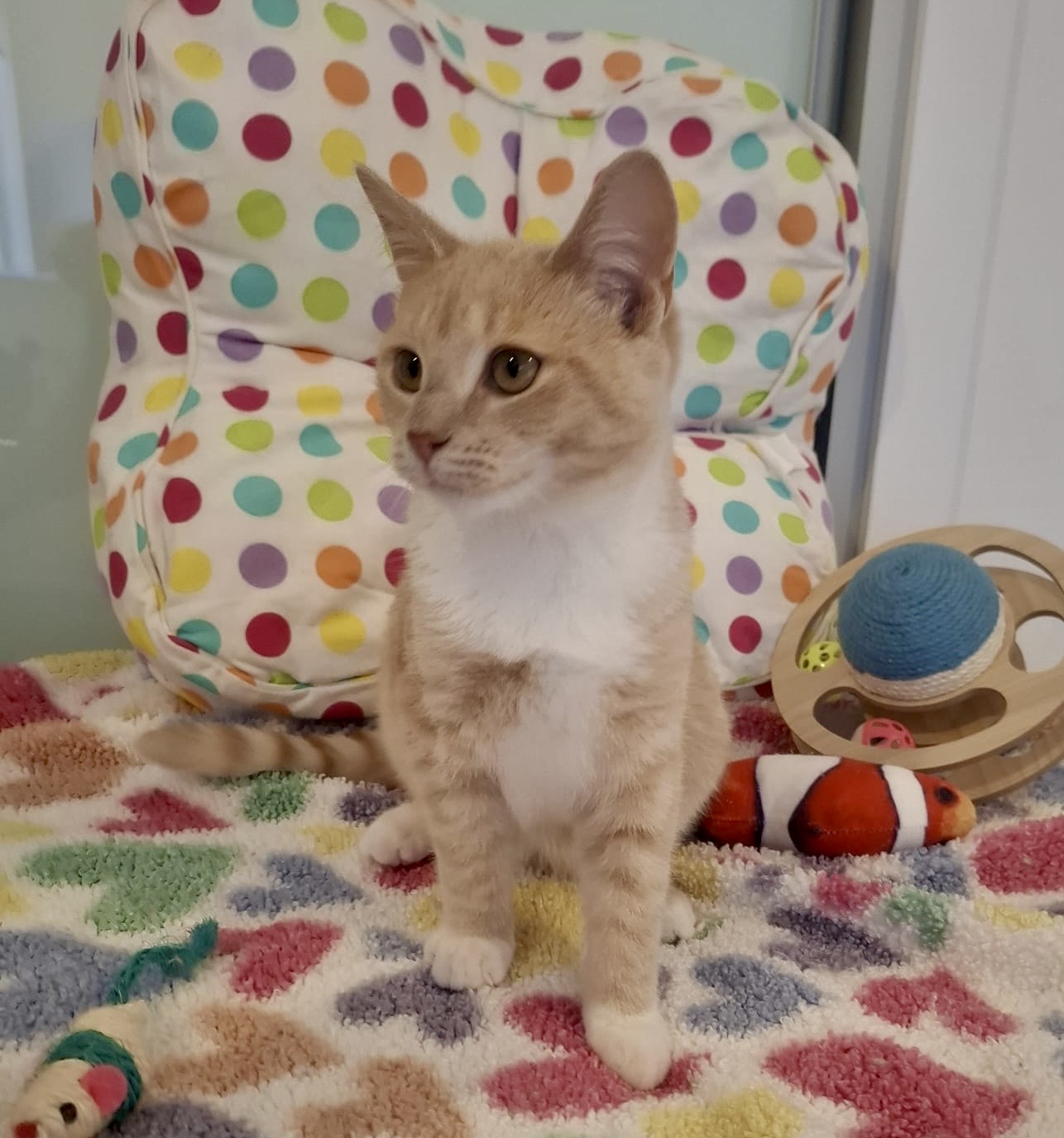 Jimmy - the fun-loving purr machine - Image 2