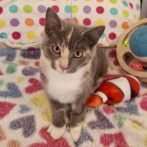 Pepper - tiny supervisor, big heart
