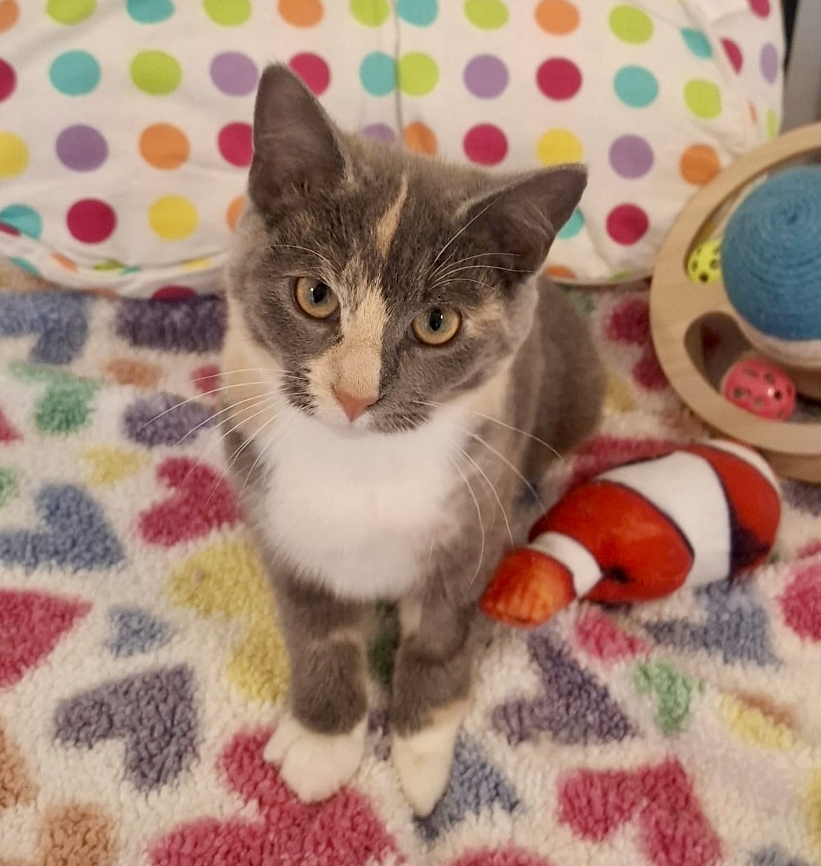 Pepper - tiny supervisor, big heart