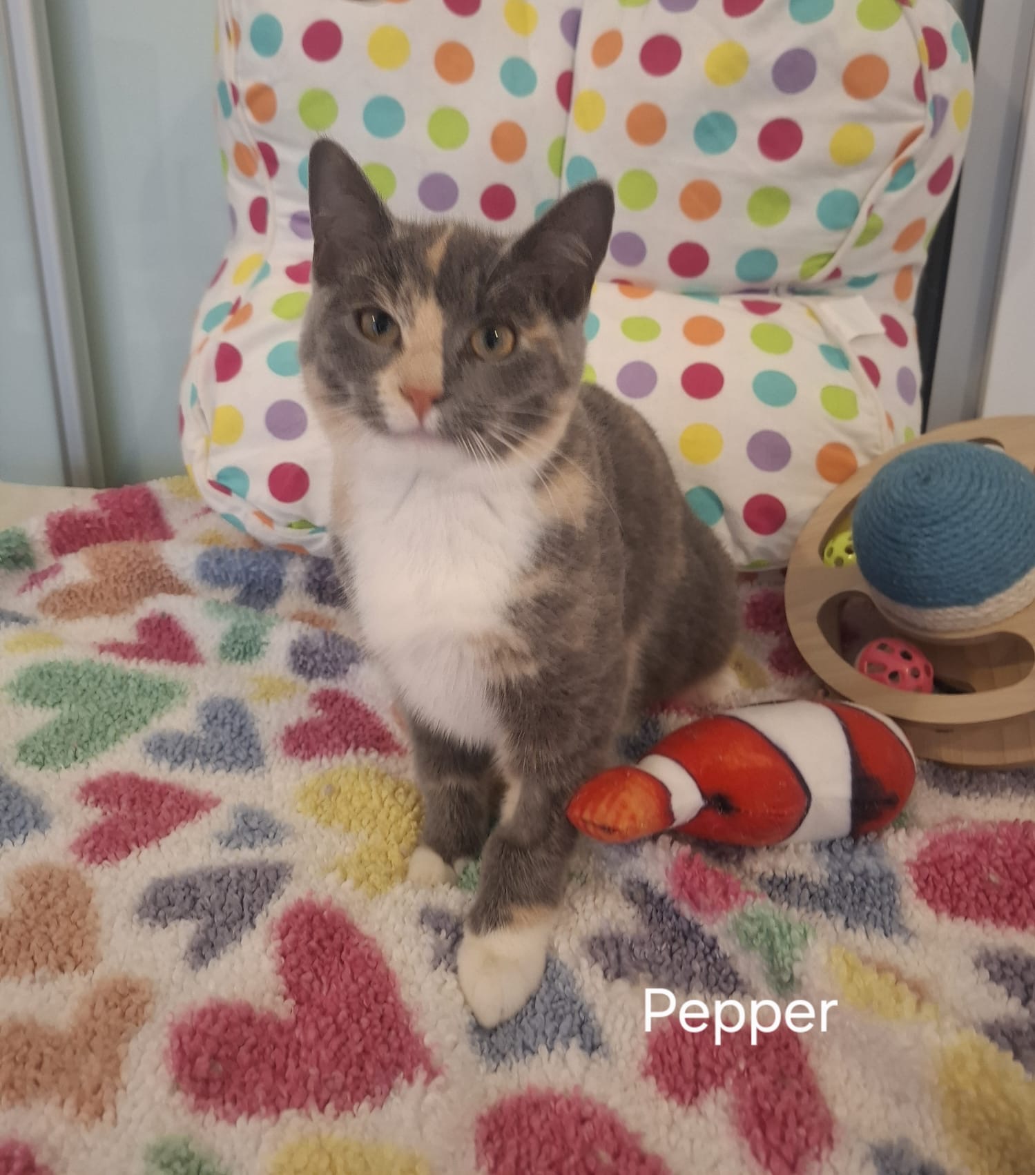 Pepper - tiny supervisor, big heart - Image 4