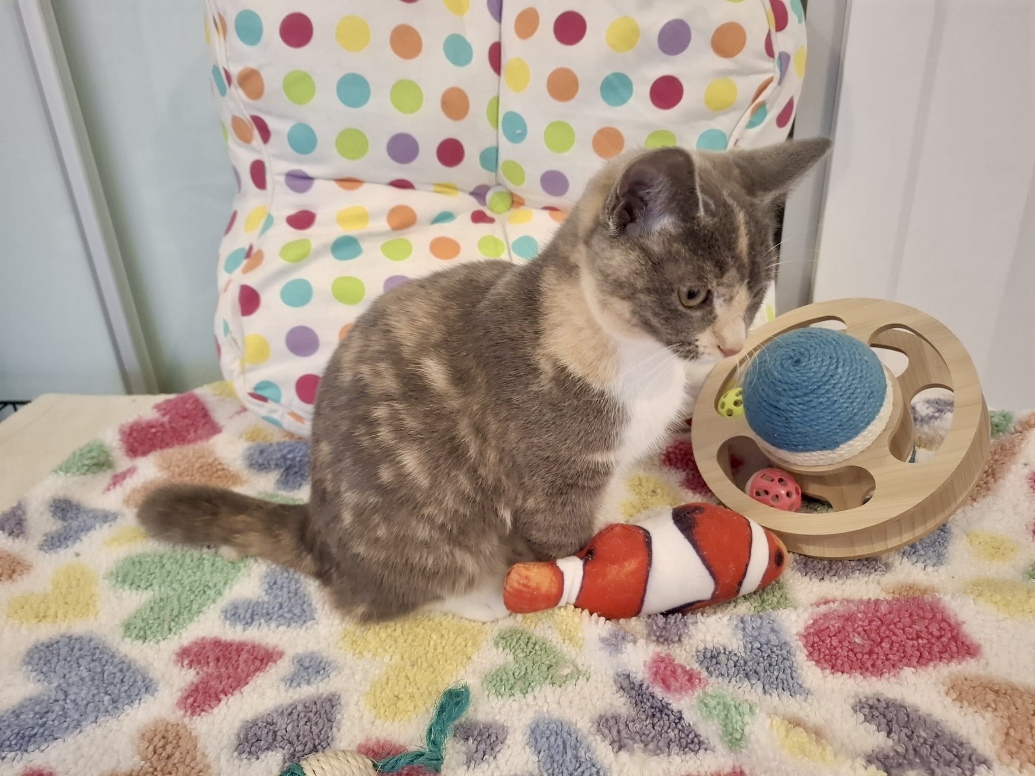 Pepper - tiny supervisor, big heart - Image 3