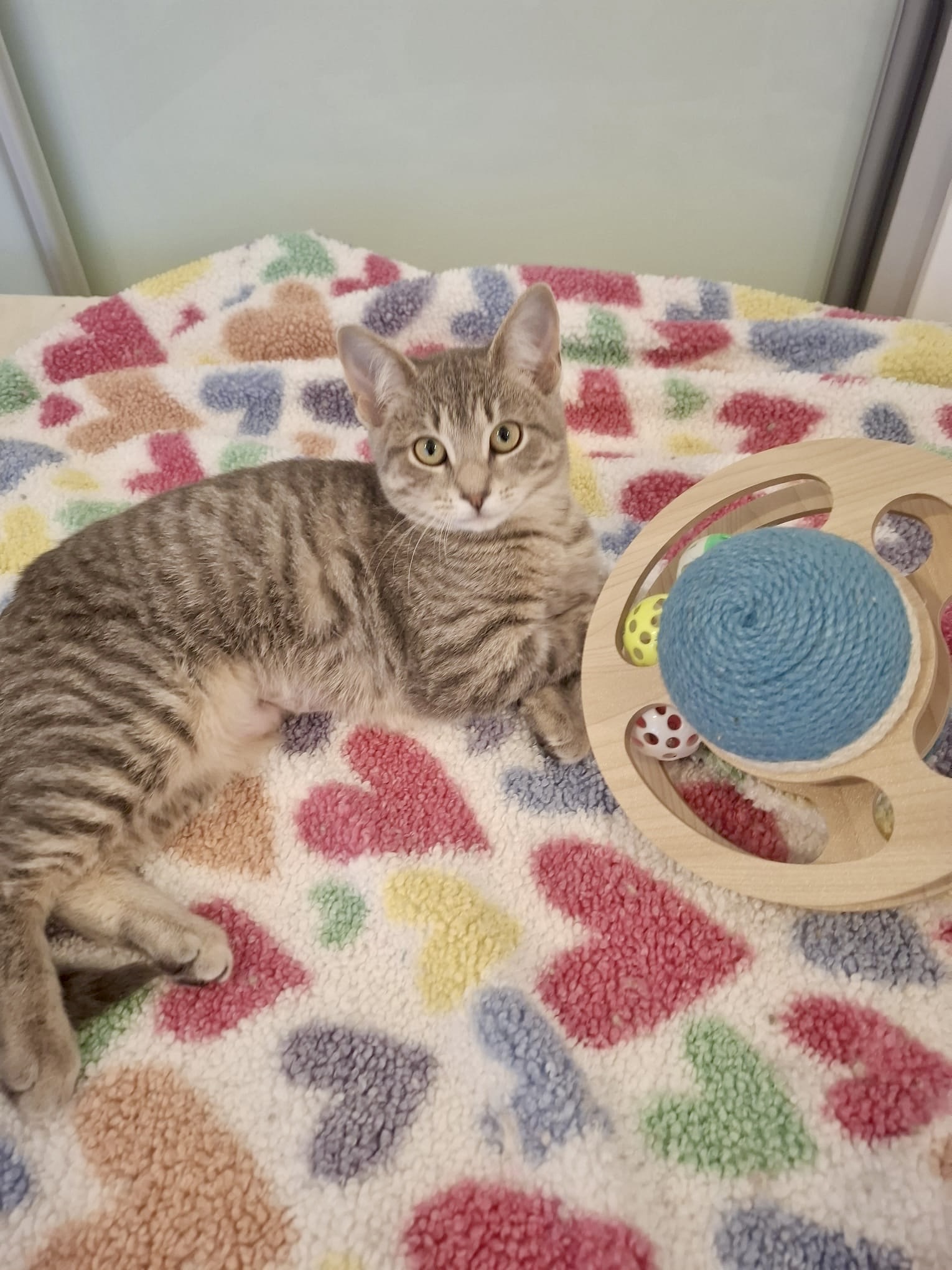 Rosemary - a gentle little soul looking for love - Image 2