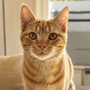 Pippin - a sweet and gentle boy