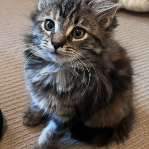 Jaffa - gentle little explorer