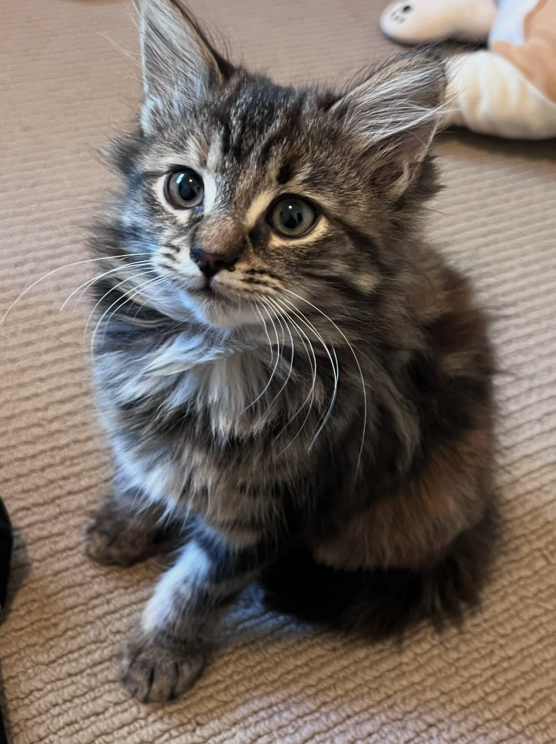 Jaffa - gentle little explorer