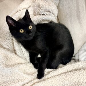 Max - little black panther with a golden heart