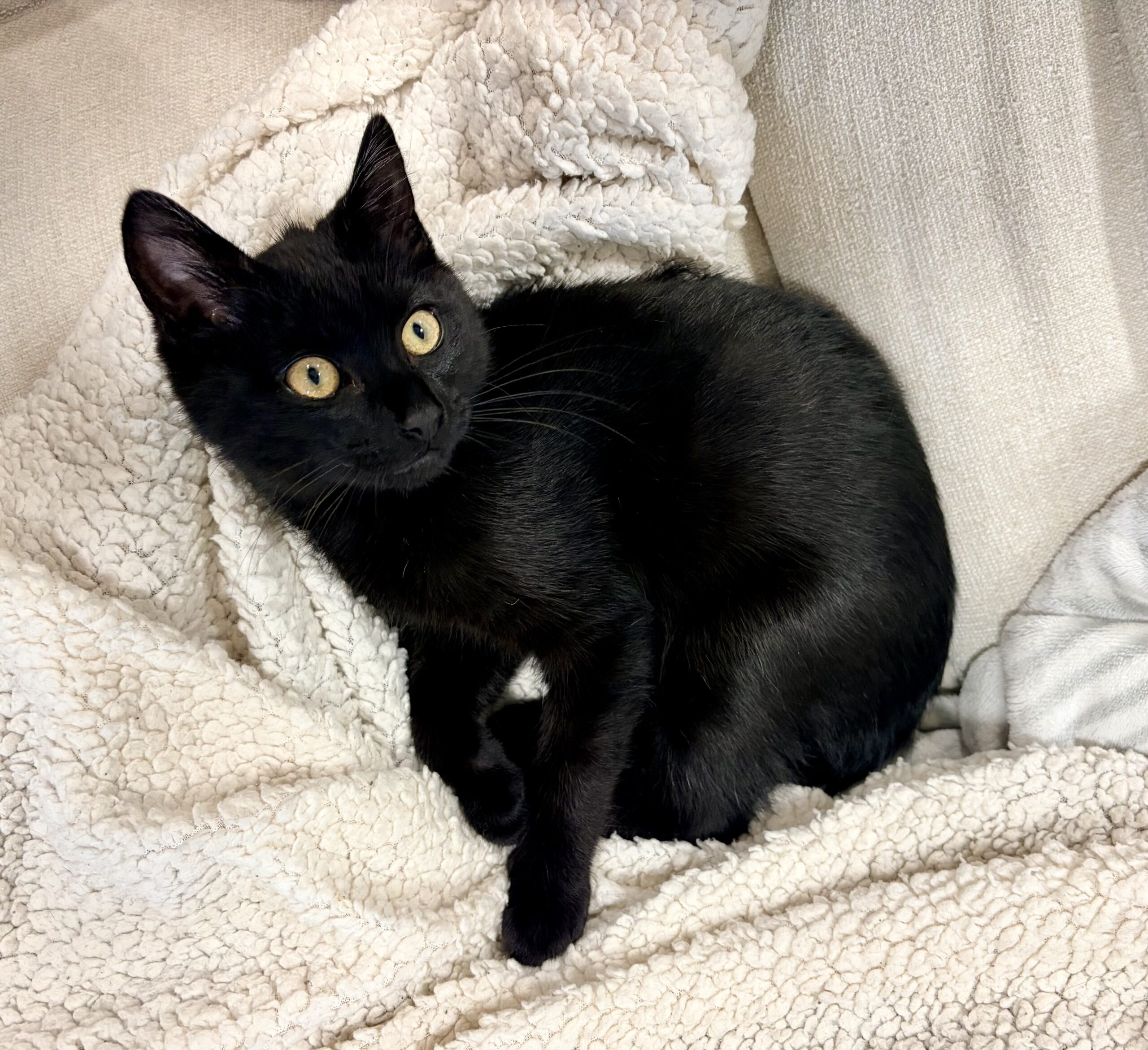 Max - little black panther with a golden heart